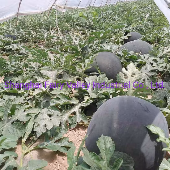 1000 шт гибридный арбуз F1 бессемянный красный арбуз семена без косточек для посева